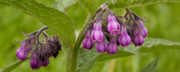 La consoude officinale