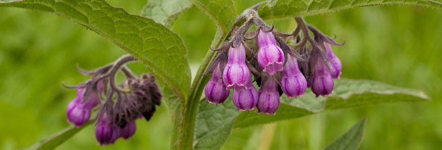 La consoude officinale