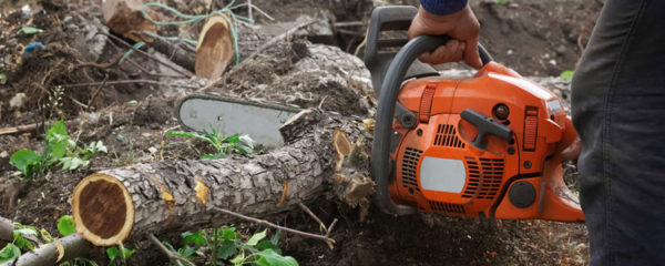 élagages et abattage d'arbres